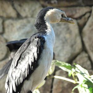 Little pied cormorant -Zoo Praha (2025)