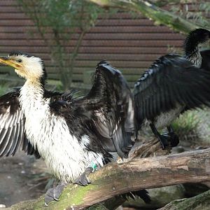 Little pied cormorant -Zoo Praha (2025)
