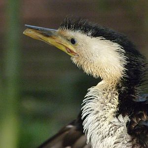 Little pied cormorant -Zoo Praha (2025)