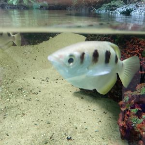Banded archerfish