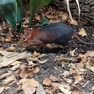 Black and rufous sengi