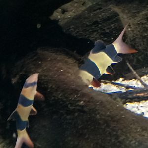 Clown loaches