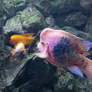 Redhead cichlid