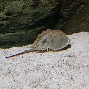 Atlantic horseshoe crab