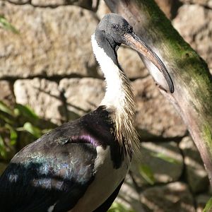 Straw-necked ibis -Zoo Praha (2025)