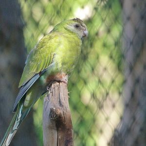 Golden-shouldered parrot -Zoo Praha (2025)