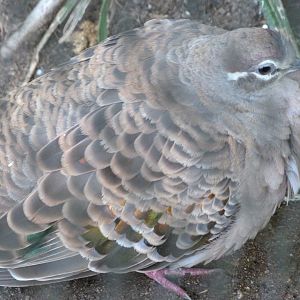 Common bronzewing -Zoo Praha (2025)