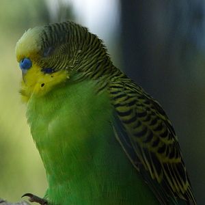 Budgerigar -Zoo Praha (2025)