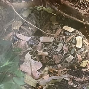 Western Gaboon viper
