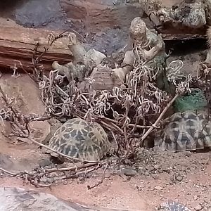 Kalahari serrated tortoises