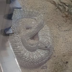 Uracoan rattlesnake