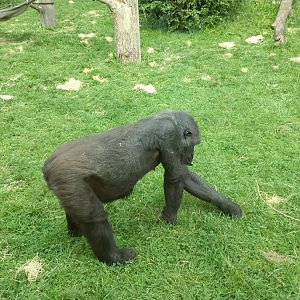 Western lowland gorilla