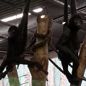 Colombian black spider monkeys