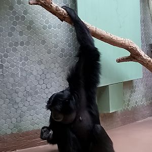 Siamang