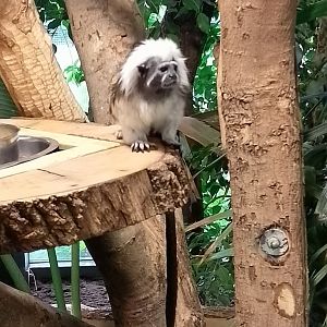 Cotton-top tamarin