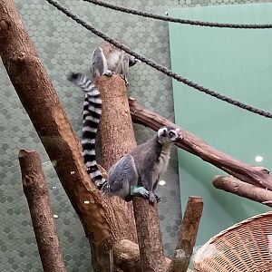 Ring-tailed lemurs