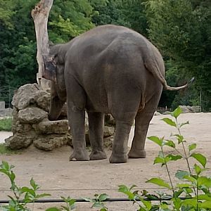 Asian elephant