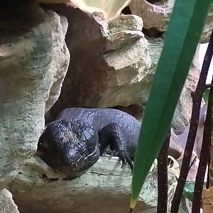 Melanistic Solomon Islands skink