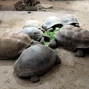 Aldabra giant tortoises