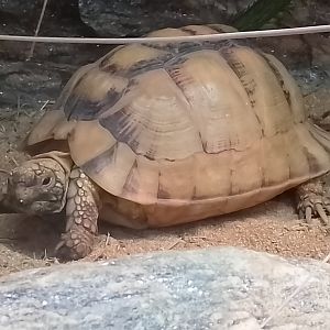 Egyptian tortoise