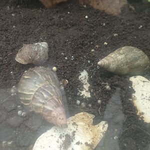 Giant African snail