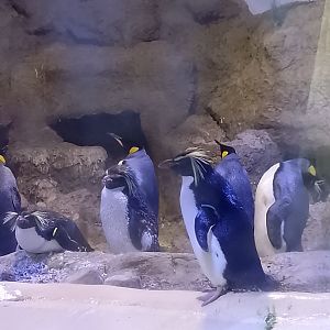 Penguinarium