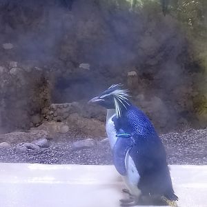Northern rockhopper penguins