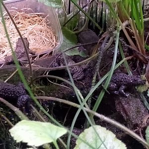 Yellow-bellied toads