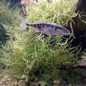 Three-spined stickleback