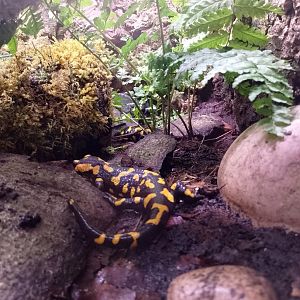 Spotted fire salamander