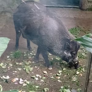 Visayan warty pig
