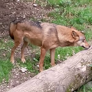 Eurasian wolf