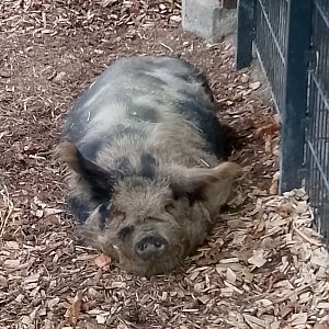 Kunekune pig