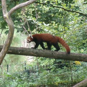 Red panda
