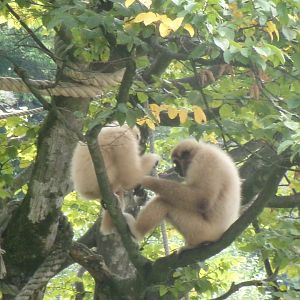 Lar gibbons