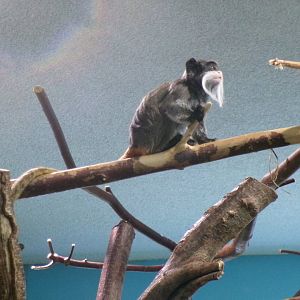 Bearded emperor tamarin