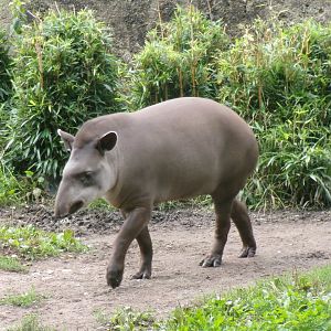 Brazilian tapir