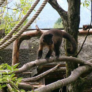 Black-capped capuchin