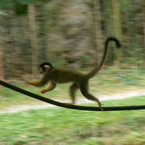 Bolivian squirrel monkey
