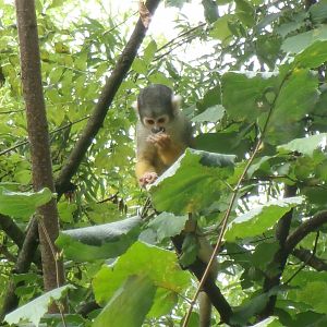 Bolivian squirrel monkey