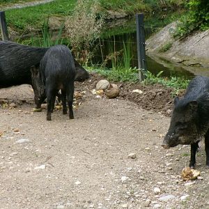 Collared peccaries