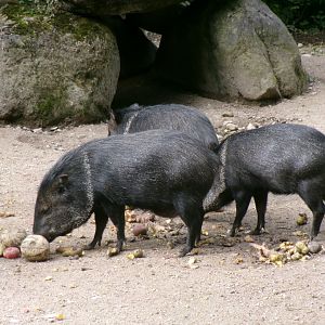 Collared peccary