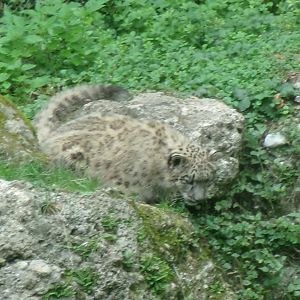 Snow leopard cub