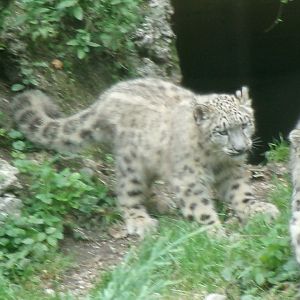 Snow leopard cub
