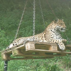 Jaguar