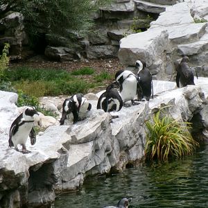 African penguins