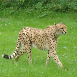 South African cheetah