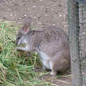 Parma wallaby