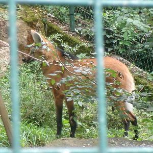 Maned wolf