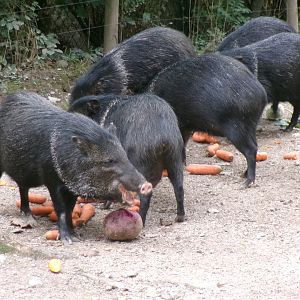 Collared peccaries